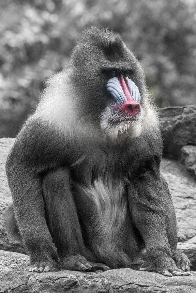 Mandrill_Albert